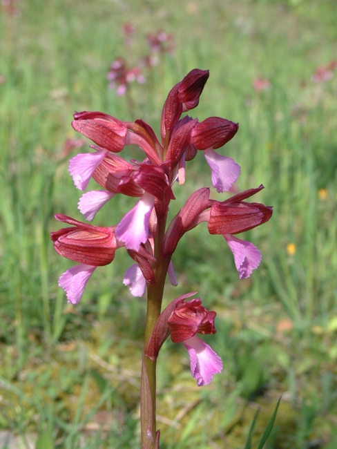 Anacamptis papilionacea / Orchidea farfalla